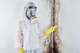 Best Mold Damage Restoration  in Tenino, WA